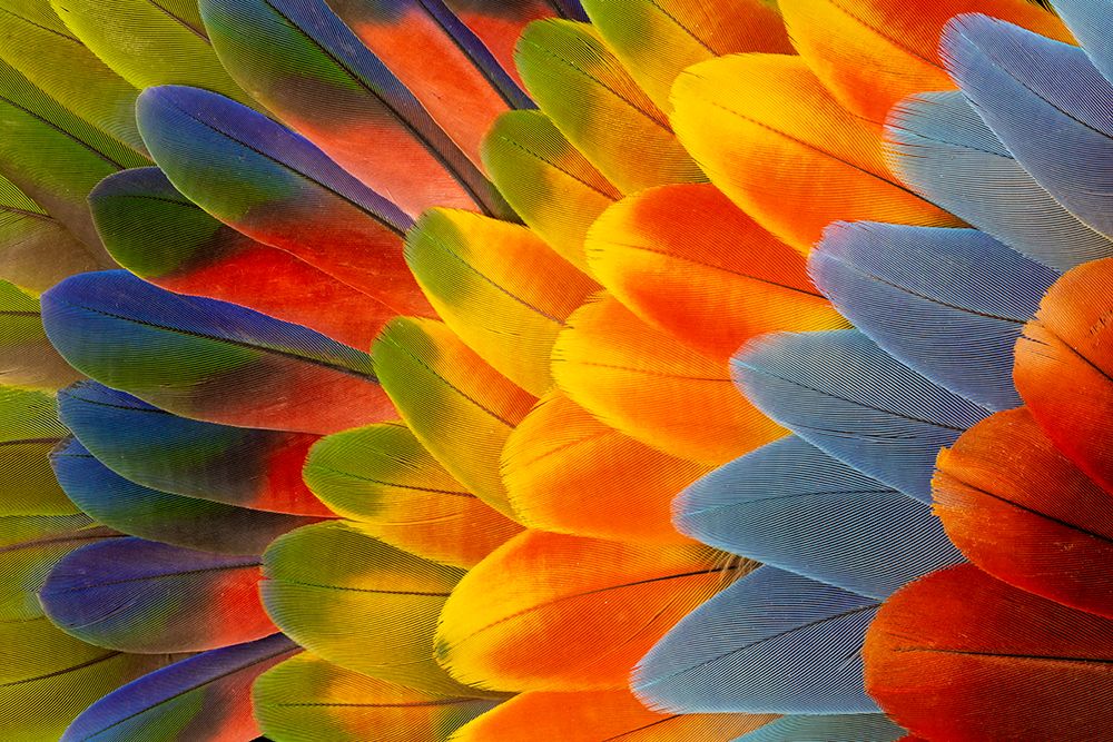 Feather design comprised of macaw feathers along with parrot feathers.